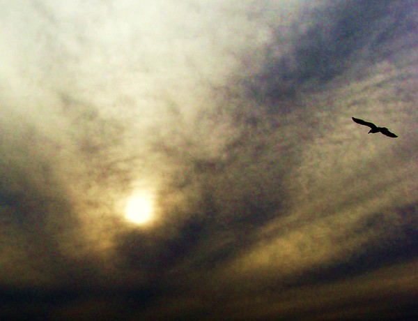 Flyin Home