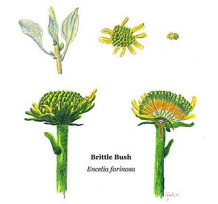 Brittle Bush