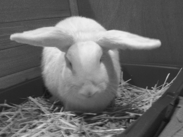 bunny