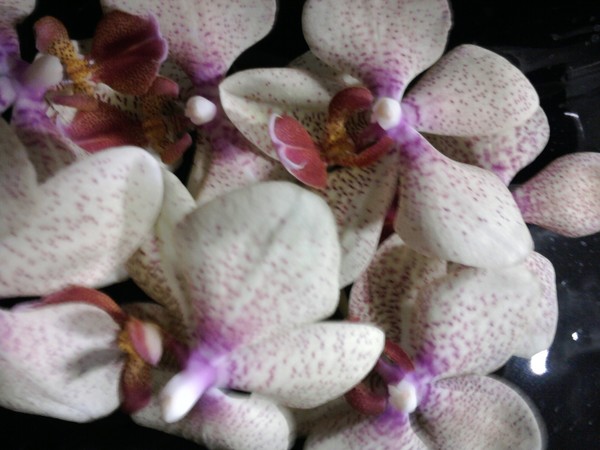 flower closeup