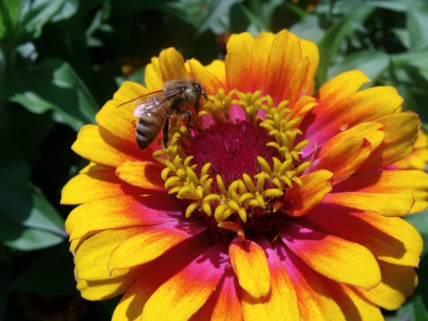 buzzz