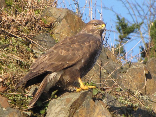 Buzzards