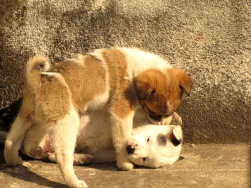 Lovely puppies