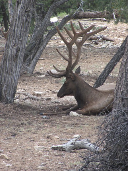 Elk at Grand Canyon