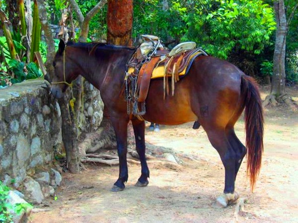 Lonely Horse