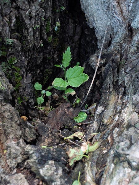 Nature aways finds a way 2
