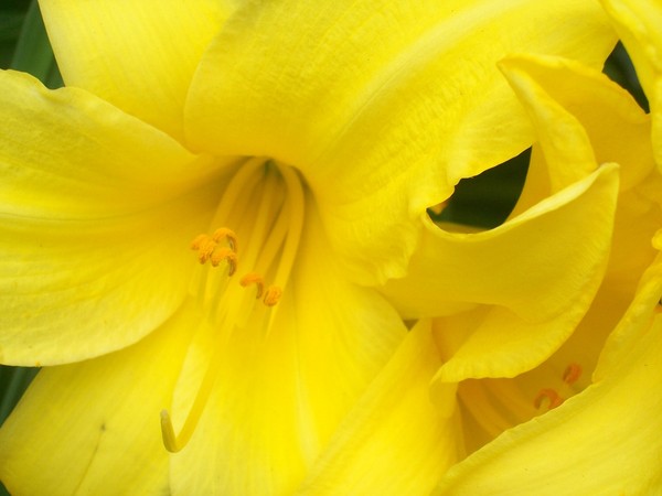 Yellow Daylily