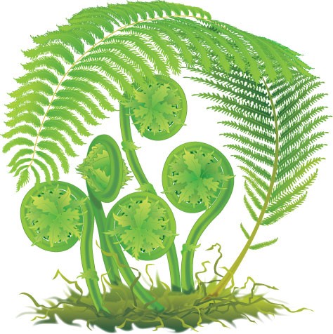 Fiddleheads