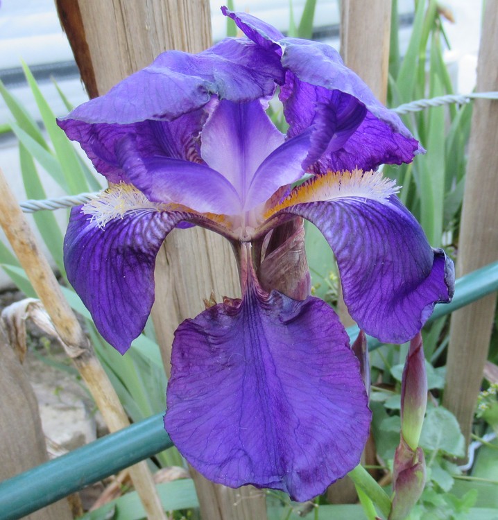 THE FIRST IRIS TAKEN IN 2018