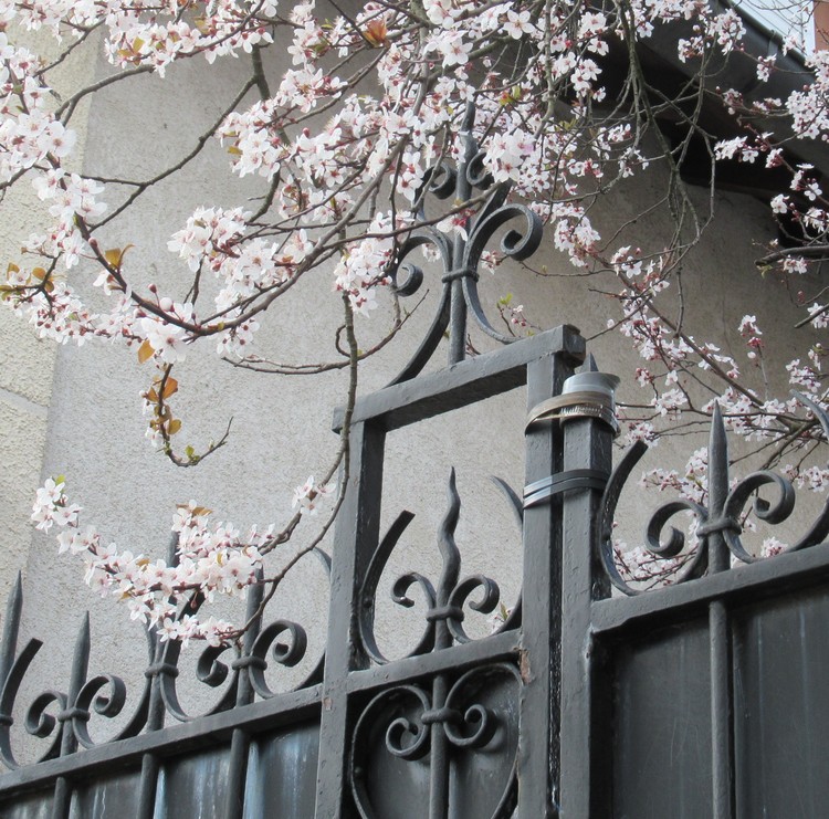 SPRING AT THE FENCE