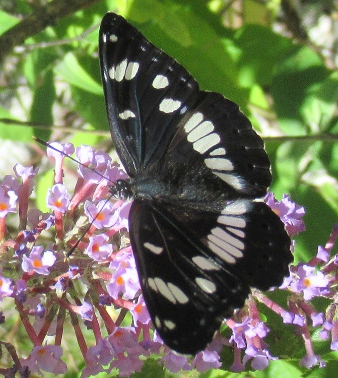 DEEP BLUE BUTTERFLY