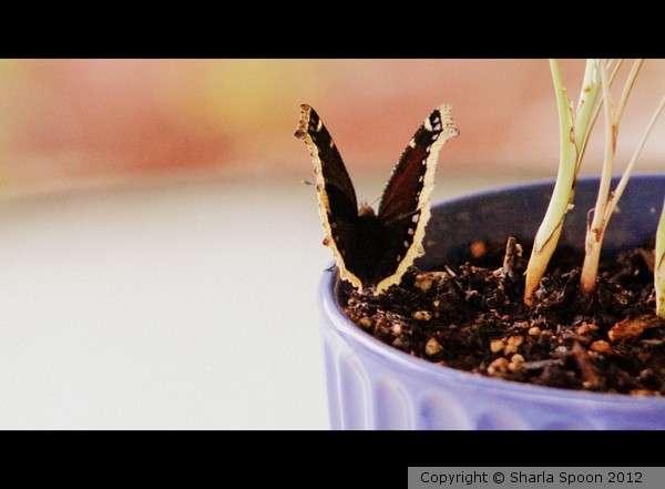 Mourning Cloak