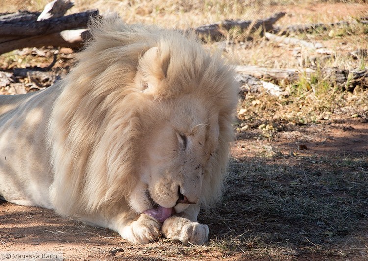 serie This is Africa/ Big white cat