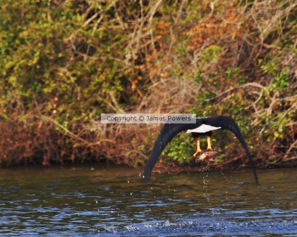 African Fish Eagle