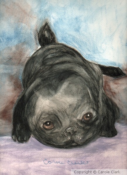Black Pug