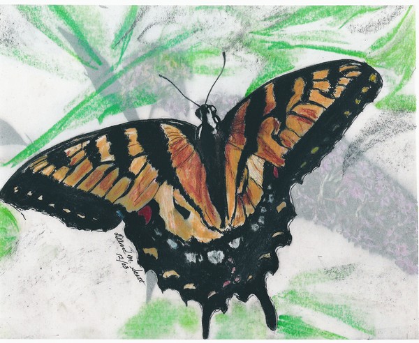 Mineral colors in a Butterfly