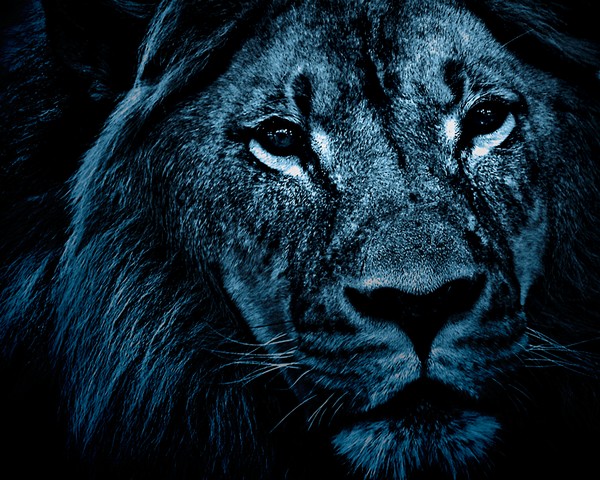 Leo Nocturne