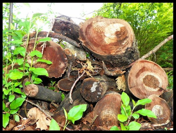 Logs