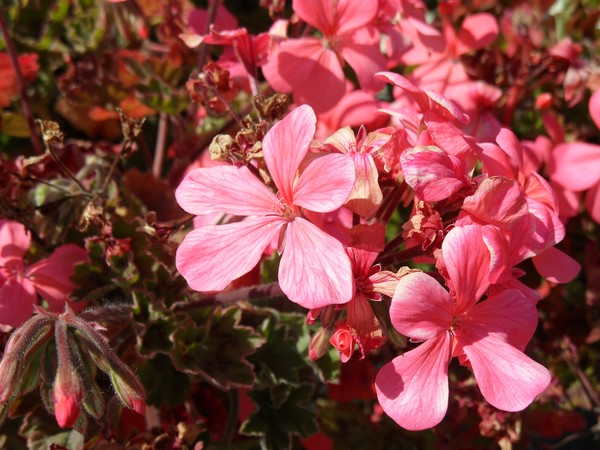 Five Pink Petals