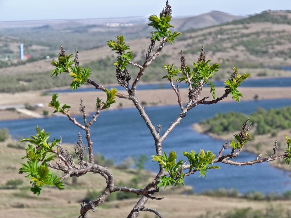 Hanging on Mount Scott