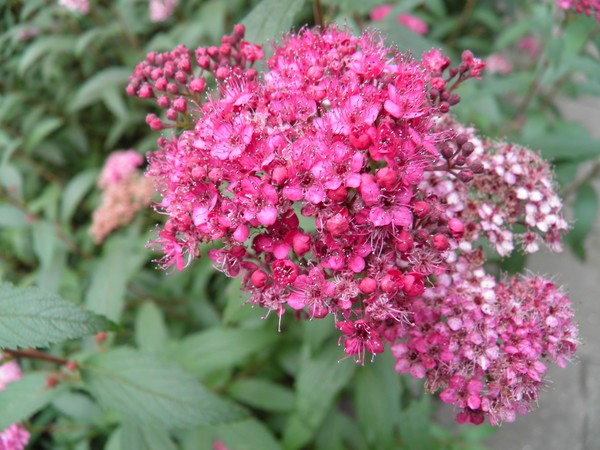pink flower