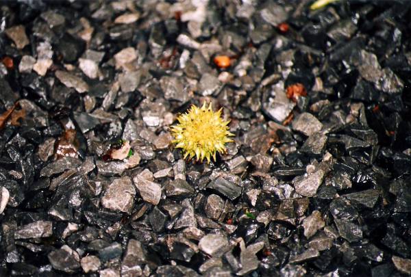 Stranded Sweetgum