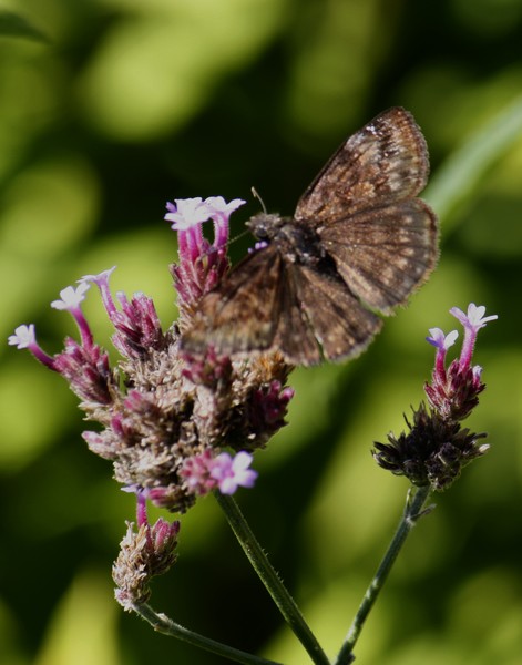 Skipper Butterfly 3