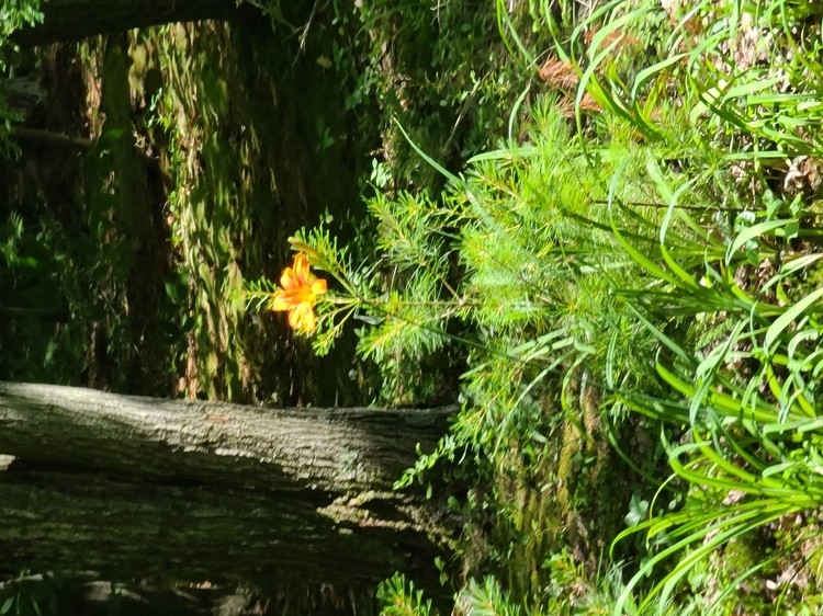 TIGER LILLY