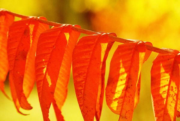sumac plant