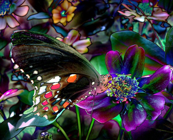 Swallowtail dream