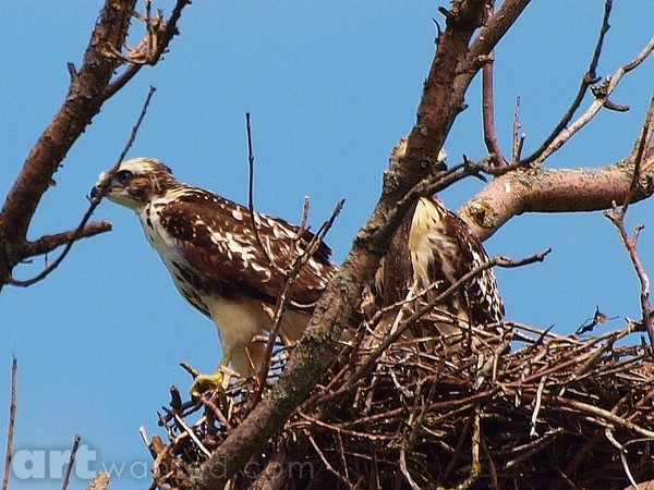 FERRUGINOUS HAWK