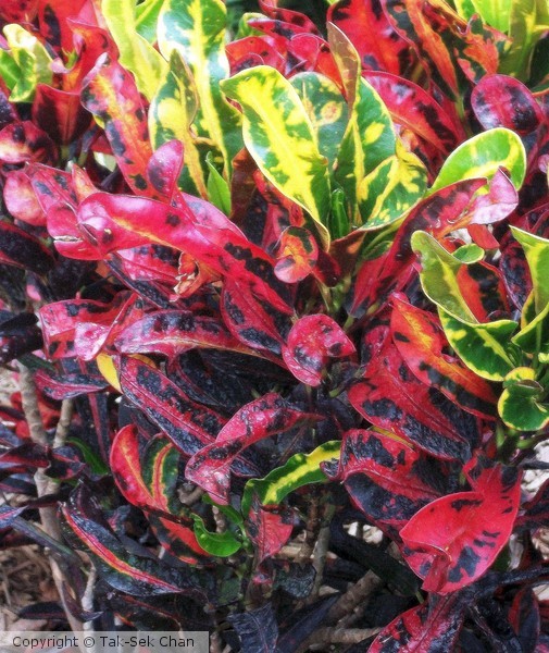 Codiaeum variegatum, Brooklyn