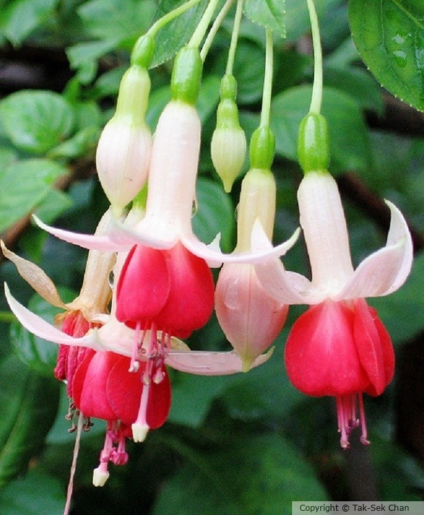 Fuchsia cv Lye's Unique, Yungang Caves, Datong, Shanxi, China 08-30-2006