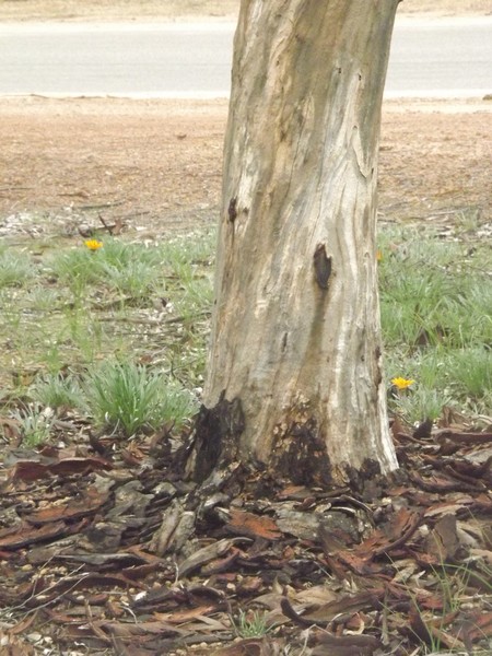 Barking at a Tree