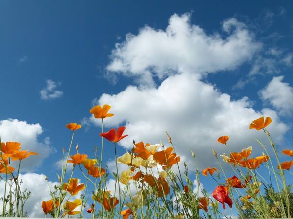 flowers in the skye