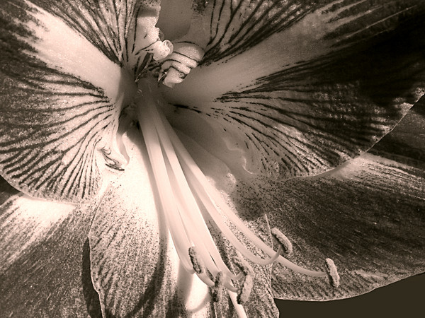 Amaryllis