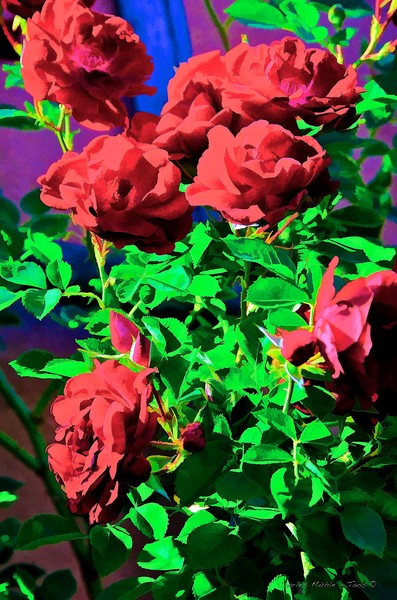 Wild Roses