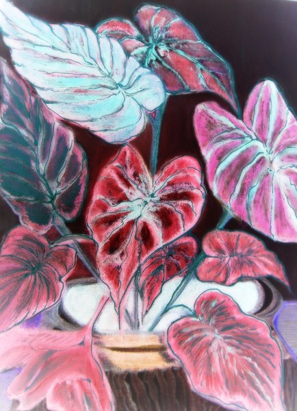 Caladiums