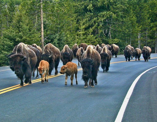 THE STAMPEDE OF BUFFALO