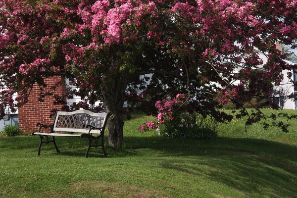 Summer Bench