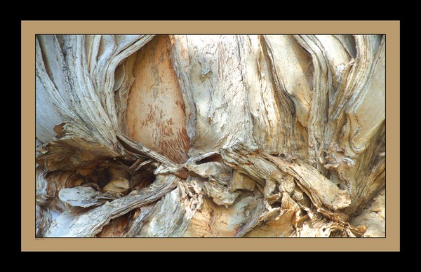 Bark shots 076 11x17