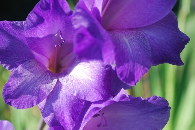 Gladiolus