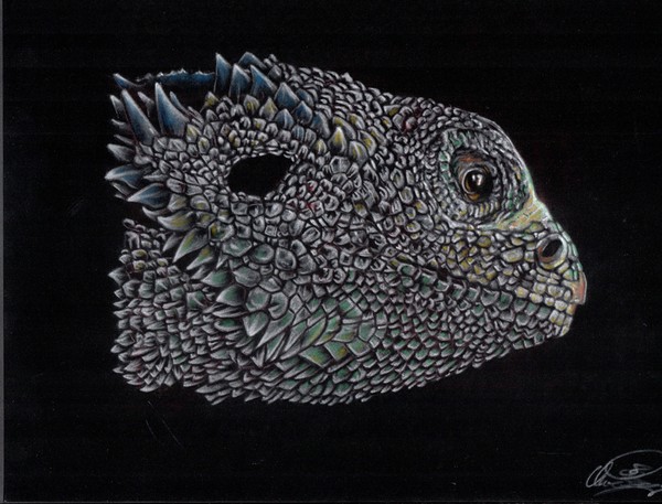 The Lizzard