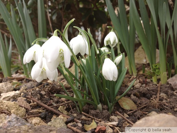 there will be spring!