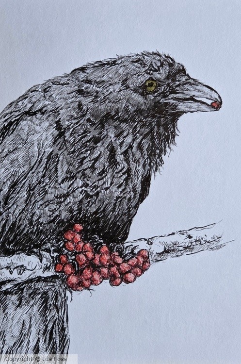 Raven with rowan berries