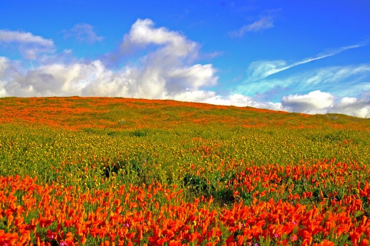 A Field of Wildflowers at the Antelope Valley California Poppy Reserve