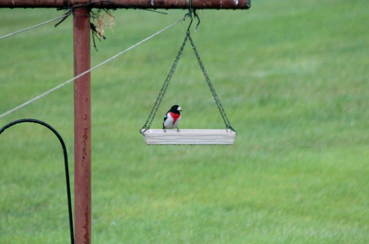 Grosbeak Eating Sunflower Seeds