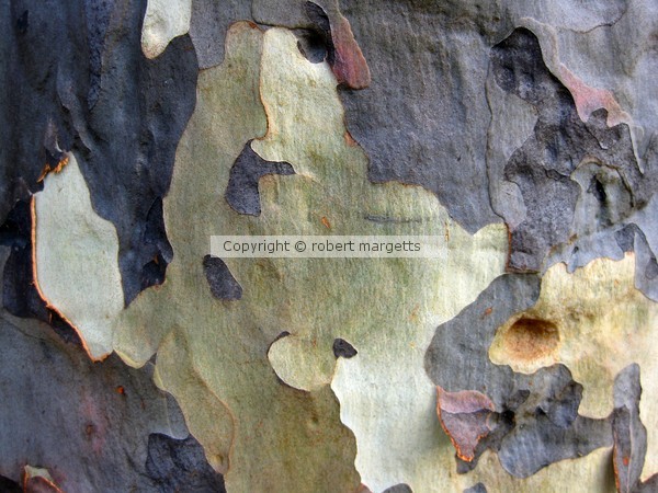 good looking bark