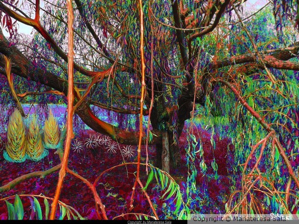 weeping willow