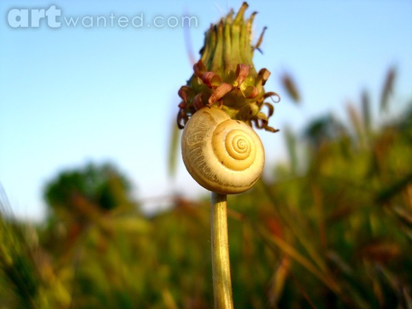 The snail tail